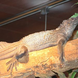 Philippine sailfin lizard