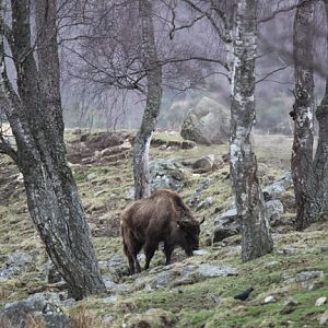 european bison