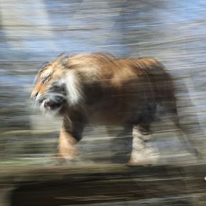 sumatran tiger on the move