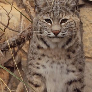 Bobcat