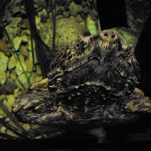Alligator Snapping Turtle