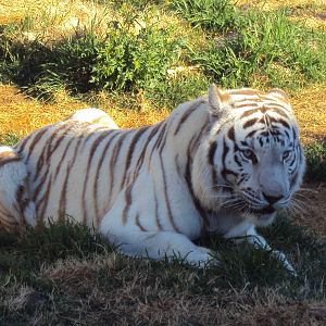 White Tiger