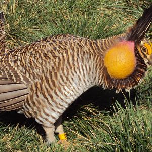 Attwater's Prairie Chicken