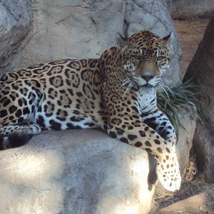 Jaguar