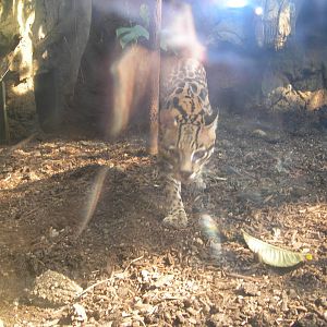 Male Ocelot Pacing