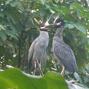 Bird ID??? in Rainforest Building
