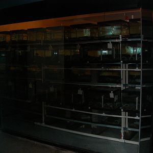 Hellbender Headstart Lab in Reptile Building