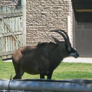 Roan Antelope