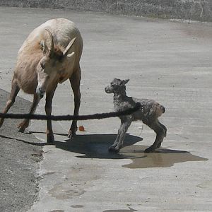 Rocky Mountain Bighorn Sheep baby born 5/4/2013