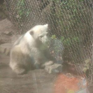 Luna the baby polar bear in her bigger exhibit!!!