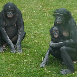 Bonobo's - 28/4/2013