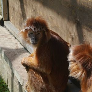 Javan Langurs - 28/4/2013