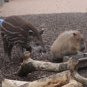 Bonita the Brazilian Tapir - 28/4/2013