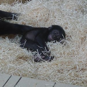 Baby Bonobo - 28/4/2013