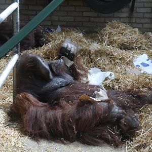 Batu the Orangutan - 28/4/2013