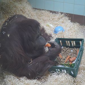 Kibriah the Orangutan - 28/4/2013