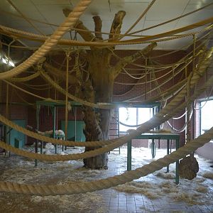 Gorilla Day Room - 28/4/2013