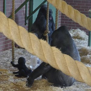 Biddy, Ozala and Lope - 28/4/2013