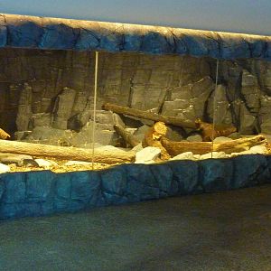 Wolverine enclosure - Frozen tundra