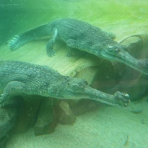Pair of gharials