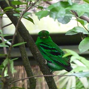 Lesser green broadbill