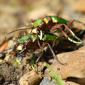 Cicindela campestris - 05.05.2013 wald in Nidderau
