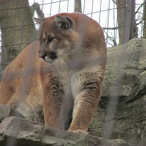 North American Trek Mountain Lion