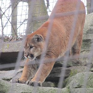 North American Trek Mountain Lion