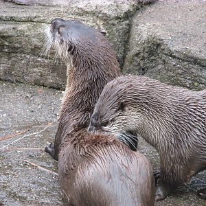 North American Trek River Otters