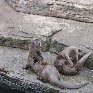 North American Trek River Otters