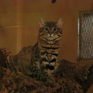 Tropics Black-footed Cat