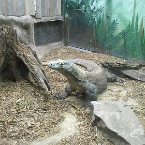 Tropics Komodo Dragon