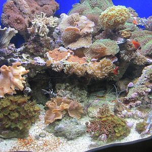 Tropics Coral Reef Tank