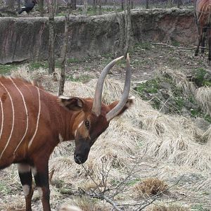 Africa Bongo