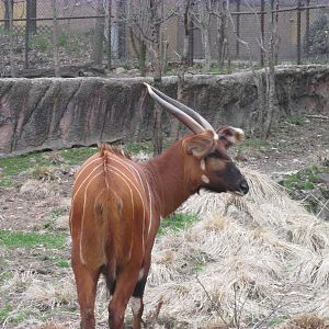 Beautiful Bongo
