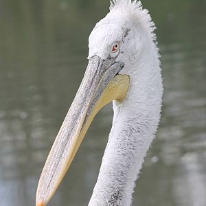 Dalmatian pelican