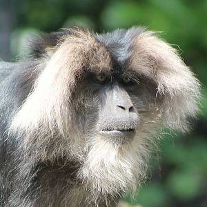 Lion-tailed macaque