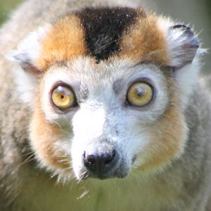 Crowned lemur