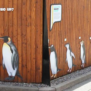 lifesize penguin chart