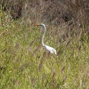 Great Egret (Ardea modesta)