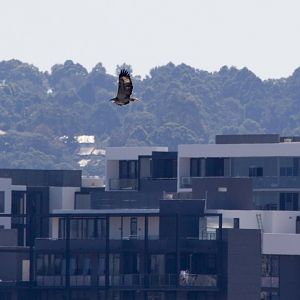 Whitebellied Sea Eagle juvenile