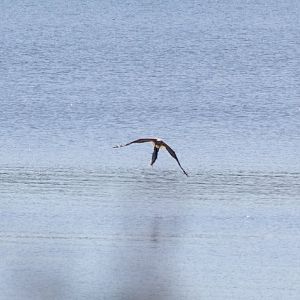 Sea Eagle juvenile with freshly caught dinner