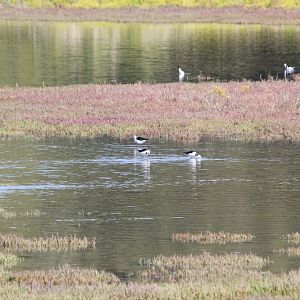 Stilts (Himantopus himantopus)