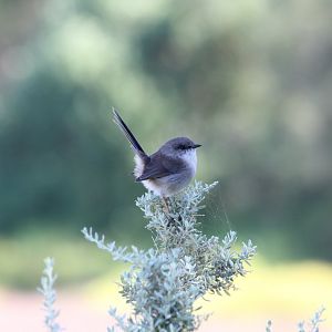 Superb Blue Wren (Malurus cyaneus)