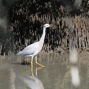 White-faced Heron (Egretta novaehollandiae)