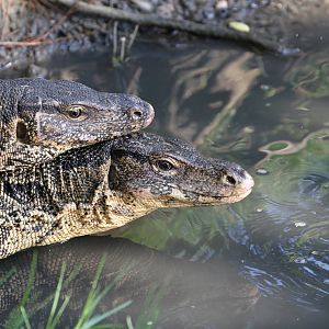 Couple of Water Monitors