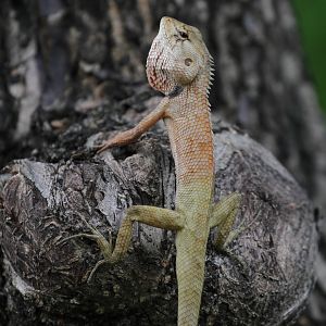 Lizard ID