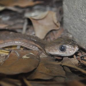 Leyte cat snake/ Boiga angulata