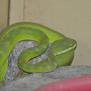 White-lipped tree viper/ Cryptelytrops albolabris