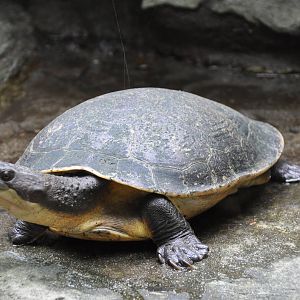 Southern New Guinea snapping turtle/ Elseya branderhorsti